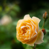 薔薇が咲いた　「グラハムトーマス」