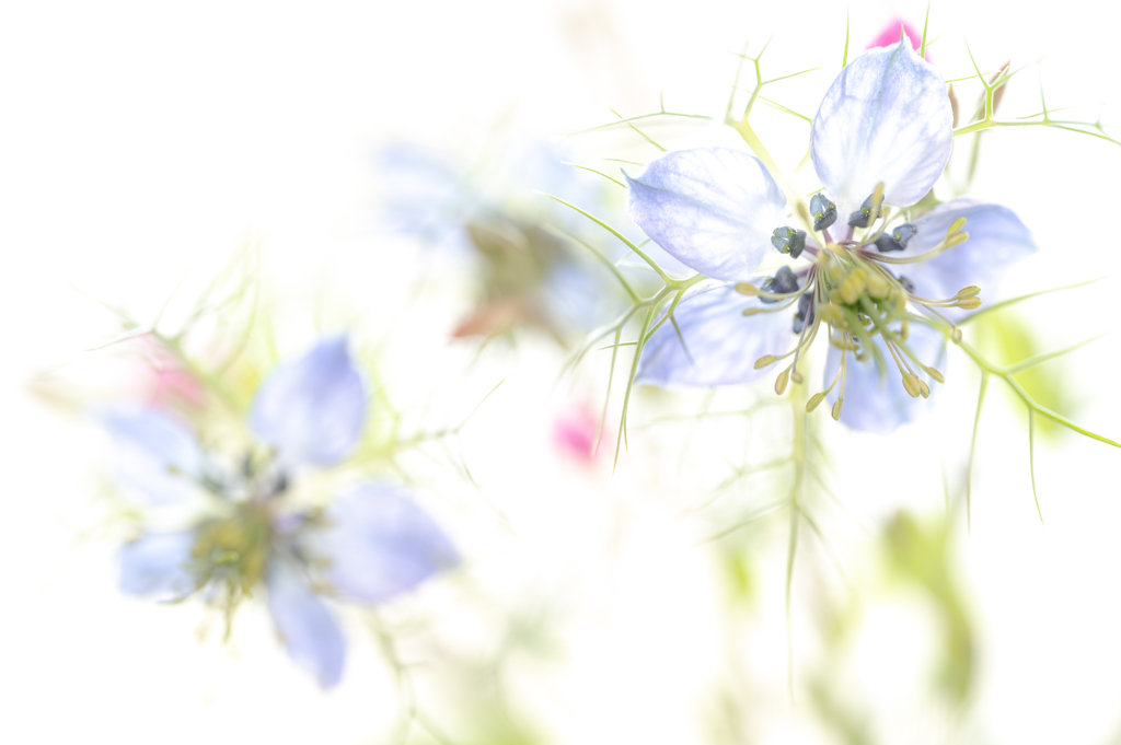 窓辺の花瓶