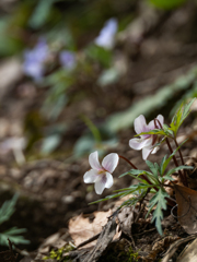 花山歩　肥後菫