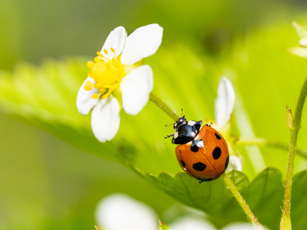 花とテントウムシ