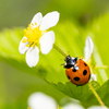 花とテントウムシ