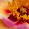 赤いブロッチの薔薇