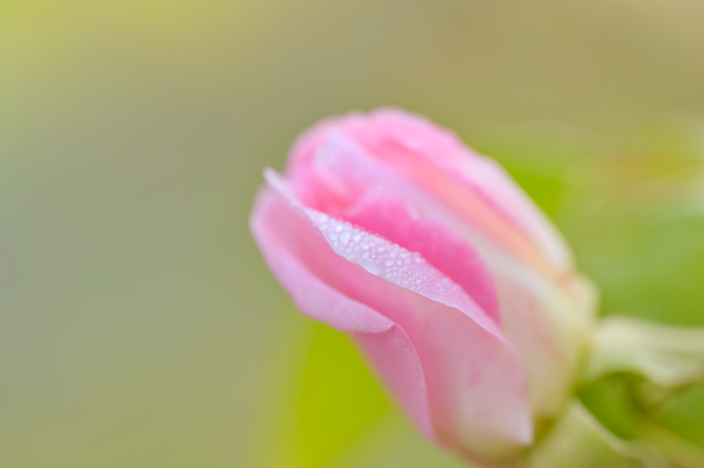 和菓子にありそうな開きかけの 薔薇の蕾