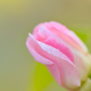 和菓子にありそうな開きかけの 薔薇の蕾
