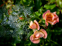 薔薇　「エリドゥバビロン」