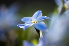 花韮