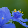凄く青い紫露草