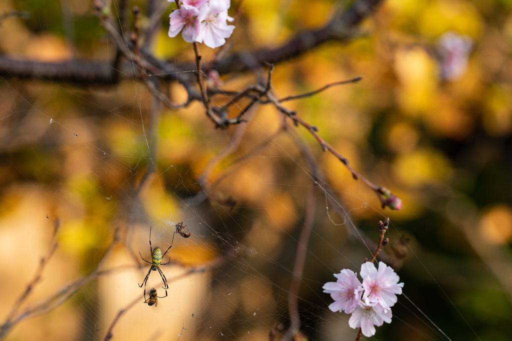 蜜蜂の命　蜘蛛の命　冬桜