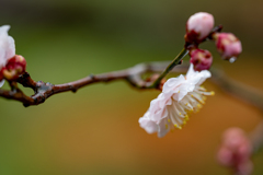 春雨と白梅１