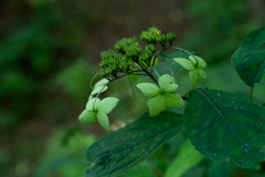 グリーンな秋色