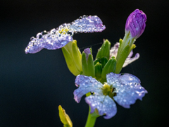 朝露とダイコンの花