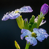 朝露とダイコンの花