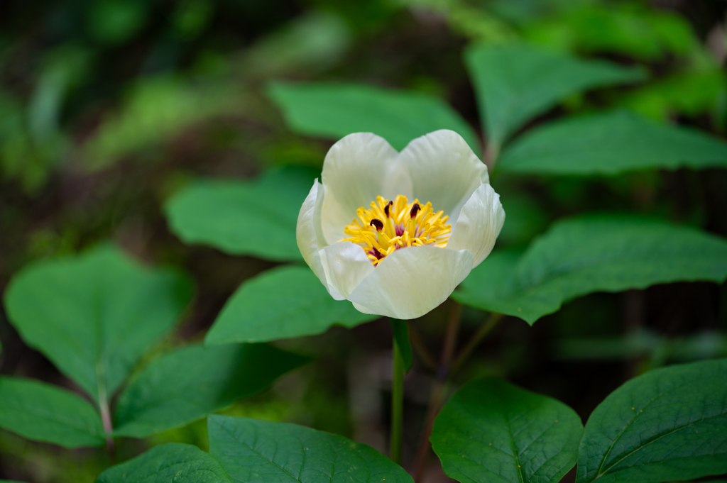 山芍薬