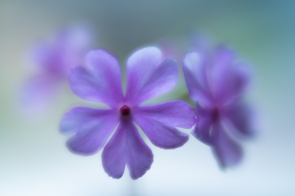 桜草