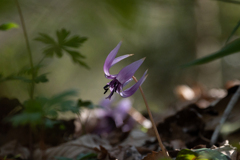 かたくりの花