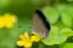 カタバミさえあればのシジミチョウ