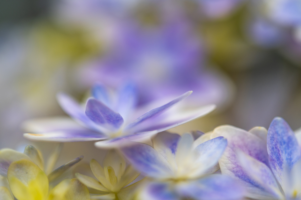 紫陽花