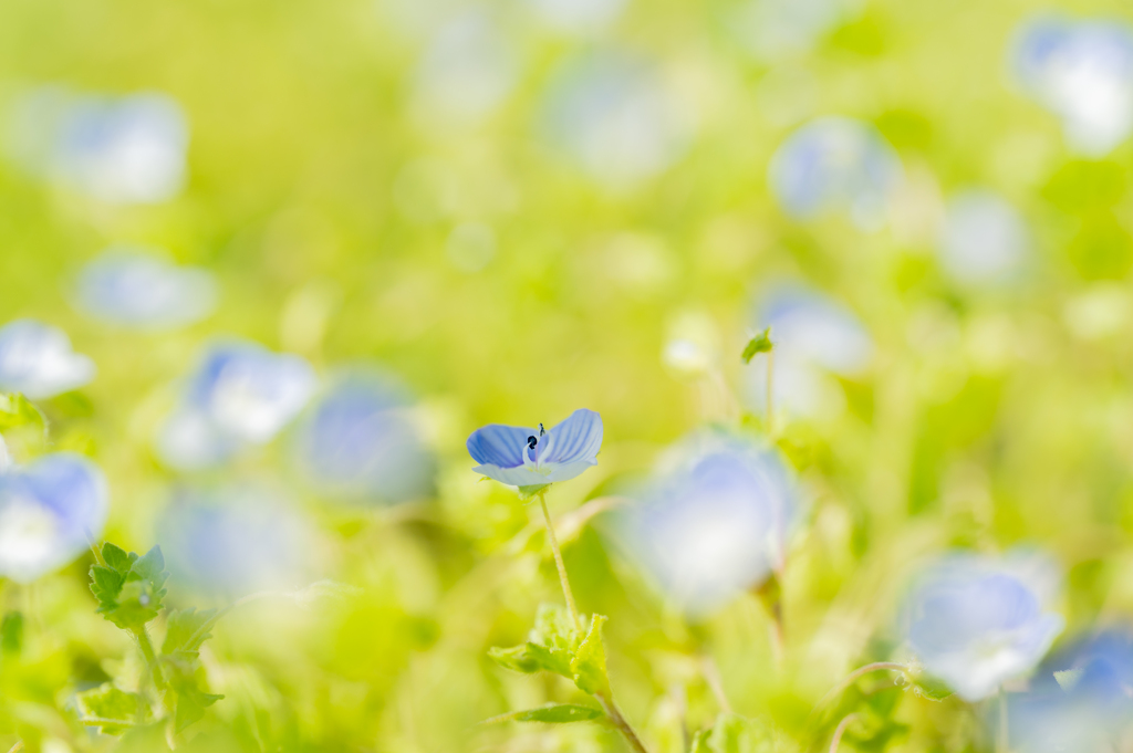 オオイヌノフグリ