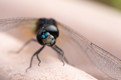 シオカラトンボが「あれっ」