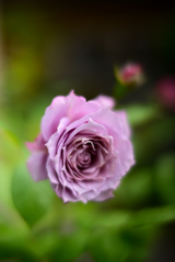 薔薇が咲いた　「ノヴァーリス」