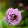 薔薇が咲いた　「ノヴァーリス」
