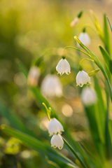 スノーフレーク