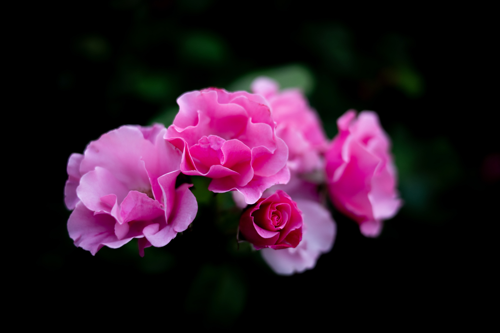 薔薇が咲いた　「ノックアウト」