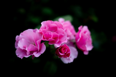 薔薇が咲いた　「ノックアウト」