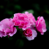 薔薇が咲いた　「ノックアウト」