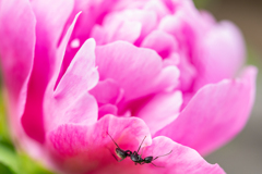 何故か早朝には芍薬に蟻がいる