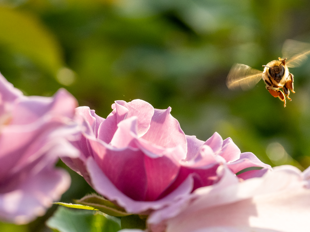 薔薇とミツバチ