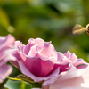 薔薇とミツバチ
