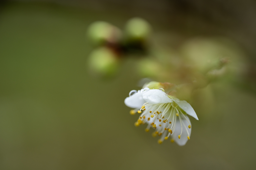 春雨と白梅２