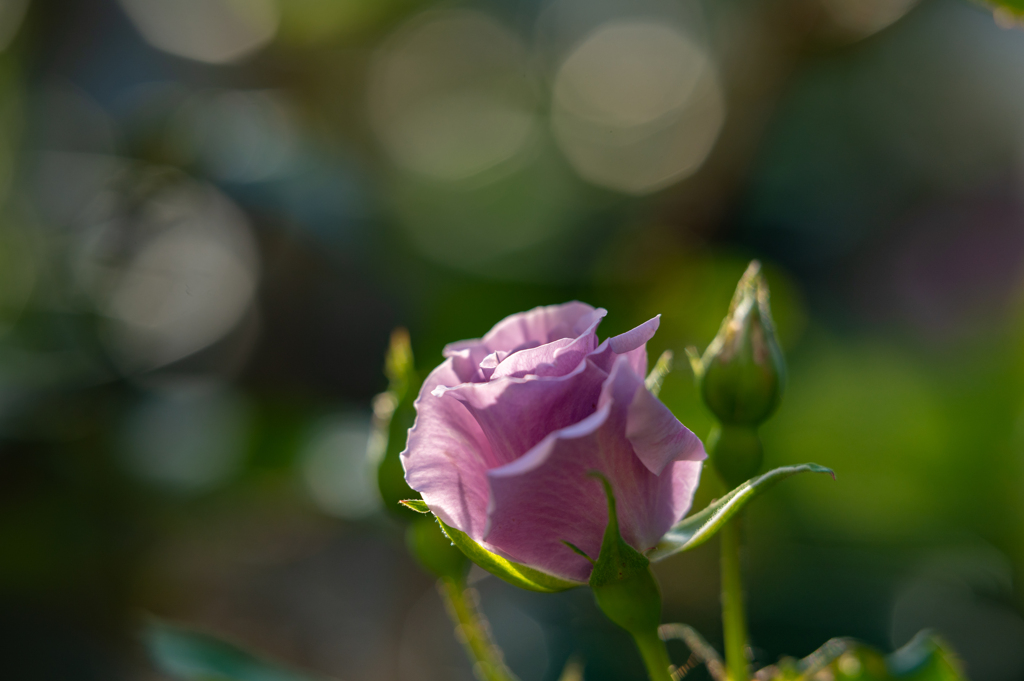 朝薔薇25日