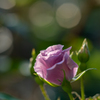 朝薔薇25日
