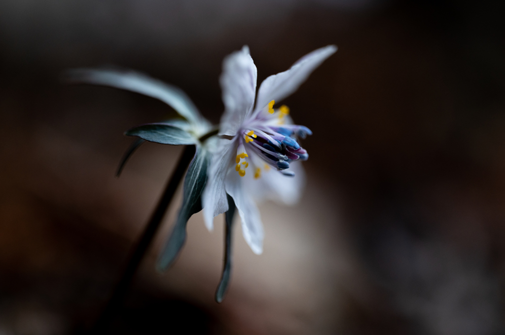 セツブンソウの横顔