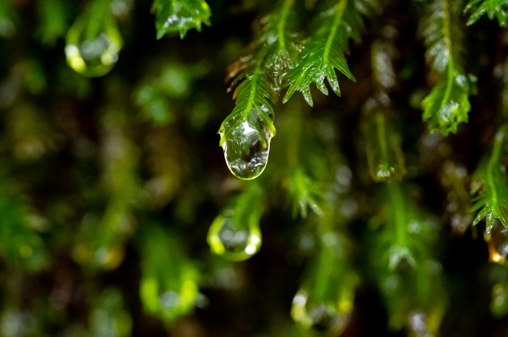 沢の光を集めて