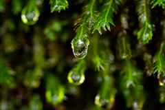 沢の光を集めて