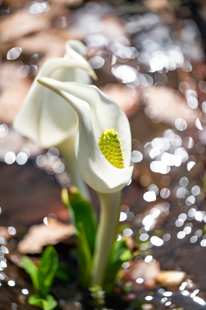 水芭蕉