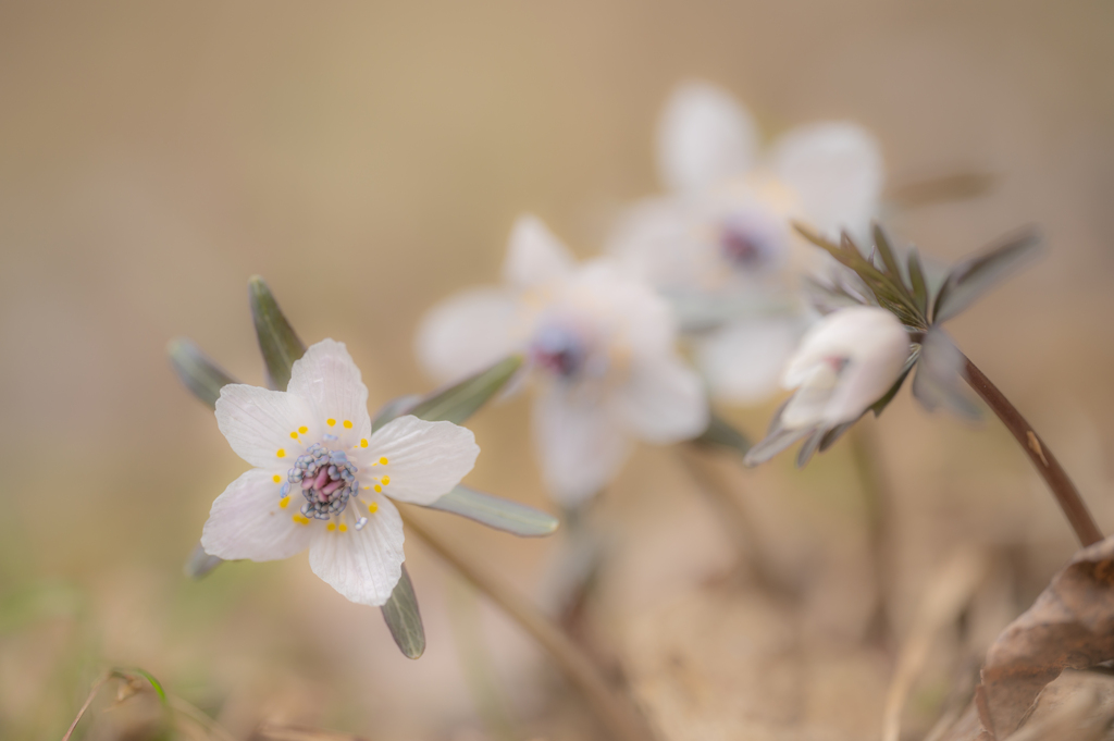 花言葉は「微笑み」