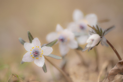 花言葉は「微笑み」