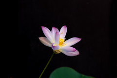 蓮