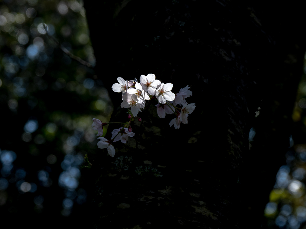 桜灯花