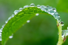 葉っぱに梅雨玉