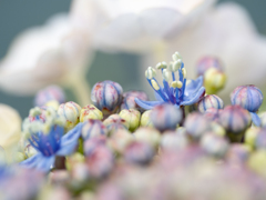 梅雨入　紫陽花