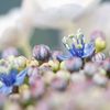 梅雨入　紫陽花