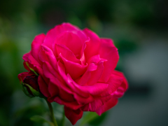 薔薇が咲いた　「マリアカラス」