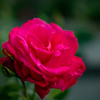薔薇が咲いた　「マリアカラス」