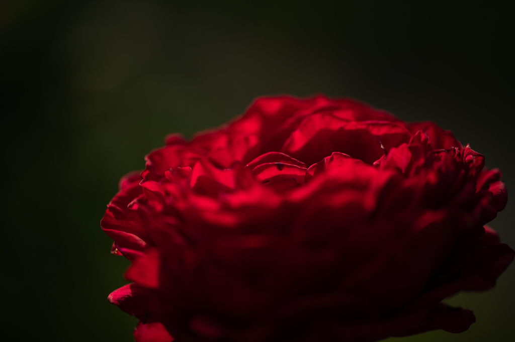 夕映えする薔薇