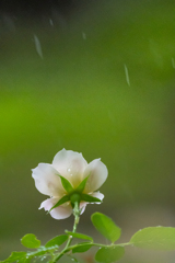 雨の中の「いおり」